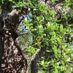 Syncarpia glomulifera subsp. glomulifera at Fitzroy Island, QLD - 31 Mar 2023