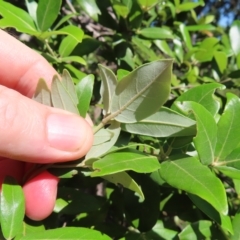 Syncarpia glomulifera subsp. glomulifera at Fitzroy Island, QLD - 31 Mar 2023