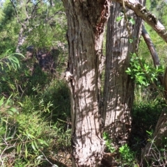 Syncarpia glomulifera subsp. glomulifera at Fitzroy Island, QLD - 31 Mar 2023