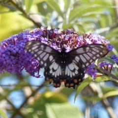 Papilio anactus (Dainty Swallowtail) at Chisholm, ACT - 5 Apr 2023 by roman_soroka