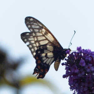 Papilio anactus at Chisholm, ACT - 5 Apr 2023 11:56 AM