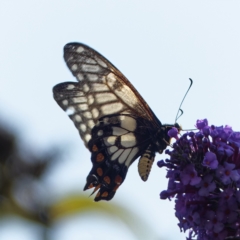 Papilio anactus at Chisholm, ACT - 5 Apr 2023