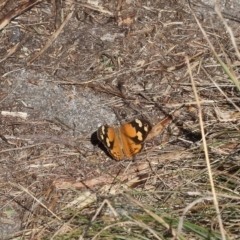 Heteronympha merope (Common Brown Butterfly) at Lyons, ACT - 2 Apr 2023 by ran452