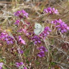 Pieris rapae (Cabbage White) at Lyons, ACT - 4 Apr 2023 by ran452