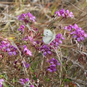 Pieris rapae at Lyons, ACT - 4 Apr 2023