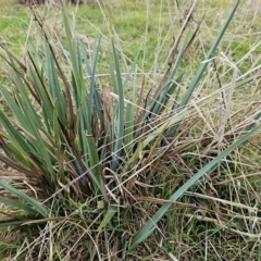 Dianella sp. aff. longifolia (Benambra) (Pale Flax Lily, Blue Flax Lily) at Molonglo Valley, ACT - 3 Apr 2023 by sangio7