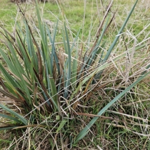 Dianella sp. aff. longifolia (Benambra) at Molonglo Valley, ACT - 3 Apr 2023