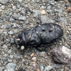 Panesthia australis (Common wood cockroach) at Birrigai - 4 Apr 2023 by jac