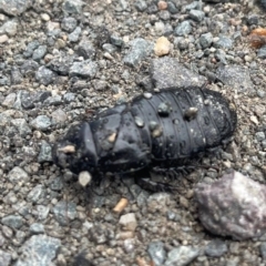 Panesthia australis (Common wood cockroach) at Paddys River, ACT - 4 Apr 2023 by jac