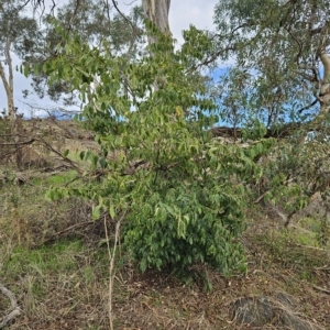 Celtis australis at Molonglo Valley, ACT - 3 Apr 2023