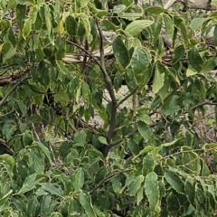 Celtis australis at Molonglo Valley, ACT - 3 Apr 2023