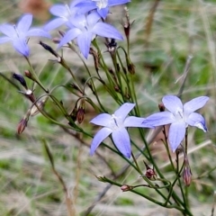Wahlenbergia capillaris (Tufted Bluebell) at Molonglo Valley, ACT - 3 Apr 2023 by sangio7