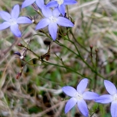 Wahlenbergia capillaris at Molonglo Valley, ACT - 3 Apr 2023 02:33 PM