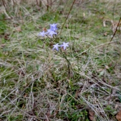 Wahlenbergia capillaris at Molonglo Valley, ACT - 3 Apr 2023