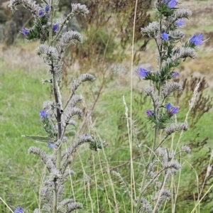 Echium vulgare at Molonglo Valley, ACT - 3 Apr 2023