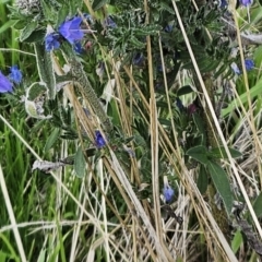 Echium vulgare at Molonglo Valley, ACT - 3 Apr 2023