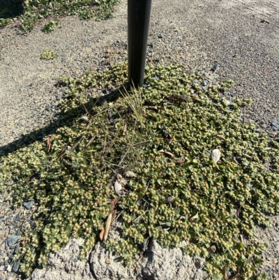 Alternanthera pungens (Khaki Weed) at Sullivans Creek, Acton - 9 Mar 2023 by Tapirlord