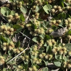 Alternanthera pungens at Acton, ACT - 9 Mar 2023