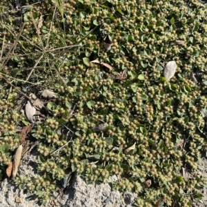 Alternanthera pungens at Acton, ACT - 9 Mar 2023