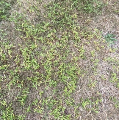 Persicaria prostrata (Creeping Knotweed) at Garran, ACT - 5 Mar 2023 by Tapirlord