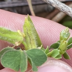 Oxalis thompsoniae (Fluffy-fruit Wood-sorrel) at Hughes Garran Woodland - 4 Mar 2023 by Tapirlord