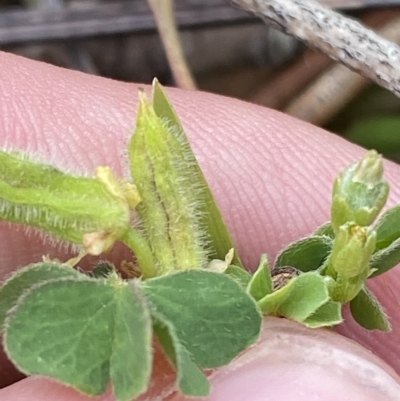 Oxalis thompsoniae (Fluffy-fruit Wood-sorrel) at Hughes Garran Woodland - 4 Mar 2023 by Tapirlord