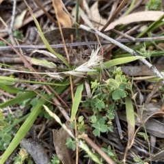 Oxalis thompsoniae at Hughes, ACT - 4 Mar 2023