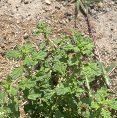 Dysphania pumilio (Small Crumbweed) at Garran, ACT - 3 Mar 2023 by Tapirlord