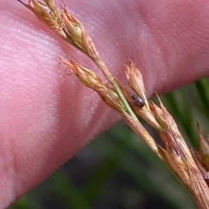 Lepidosperma laterale at Cotter River, ACT - 26 Feb 2023 03:34 PM