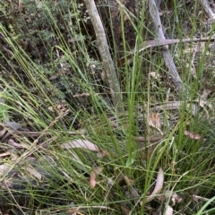 Lepidosperma laterale at Cotter River, ACT - 26 Feb 2023 03:34 PM