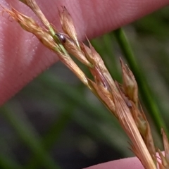 Lepidosperma laterale at Cotter River, ACT - 26 Feb 2023 03:34 PM