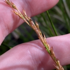 Lepidosperma laterale at Cotter River, ACT - 26 Feb 2023 03:34 PM