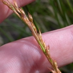 Lepidosperma laterale at Cotter River, ACT - 26 Feb 2023 03:34 PM