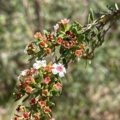 Baeckea utilis (Mountain Baeckea) at Cotter River, ACT - 26 Feb 2023 by Tapirlord