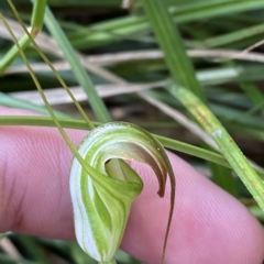 Diplodium decurvum (Summer greenhood) at Namadgi National Park - 26 Feb 2023 by Tapirlord