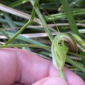 Diplodium decurvum at Cotter River, ACT - suppressed