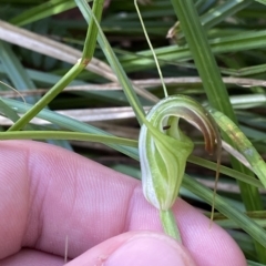 Diplodium decurvum at Cotter River, ACT - suppressed