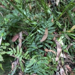 Blechnum wattsii (Hard Water Fern) at Cotter River, ACT - 26 Feb 2023 by Tapirlord