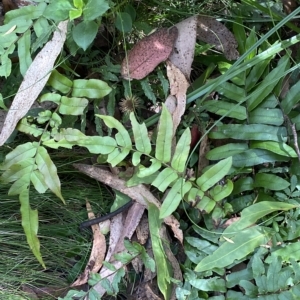 Blechnum wattsii at Cotter River, ACT - 26 Feb 2023