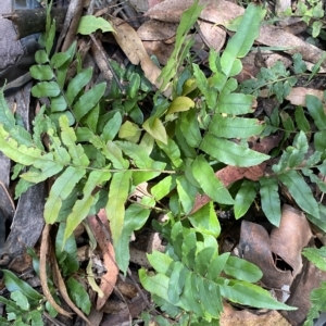 Blechnum wattsii at Cotter River, ACT - 26 Feb 2023