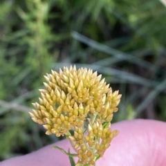 Cassinia monticola (Mountain Cassinia) at Bimberi Nature Reserve - 26 Feb 2023 by Tapirlord