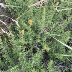 Cassinia monticola at Cotter River, ACT - 26 Feb 2023 02:22 PM