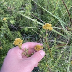 Cassinia monticola at Cotter River, ACT - 26 Feb 2023 02:22 PM