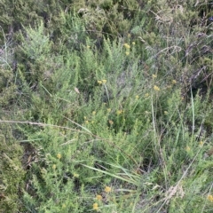 Cassinia monticola at Cotter River, ACT - 26 Feb 2023 02:22 PM