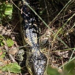 Tiliqua nigrolutea (Blotched Blue-tongue) at Namadgi National Park - 26 Feb 2023 by Tapirlord