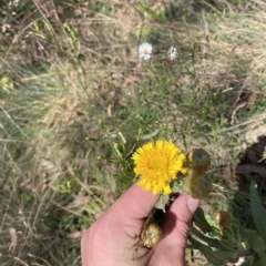 Podolepis robusta (Alpine Podolepis) at Namadgi National Park - 26 Feb 2023 by Tapirlord