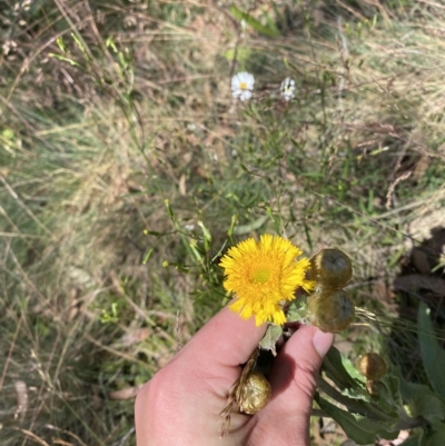 Podolepis robusta (Alpine Podolepis) at Namadgi National Park - 26 Feb 2023 by Tapirlord