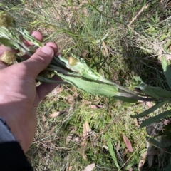 Podolepis robusta at Cotter River, ACT - 26 Feb 2023 01:34 PM