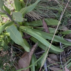 Podolepis robusta at Cotter River, ACT - 26 Feb 2023 01:34 PM