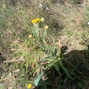 Podolepis robusta at Cotter River, ACT - 26 Feb 2023 01:34 PM